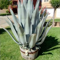 Cactus Century Plant