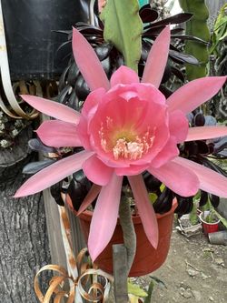 Orchid Cactus
