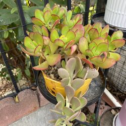 Plant $6 For One  $20 All 4 Plant 