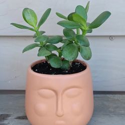 Jade Plant 🪴 