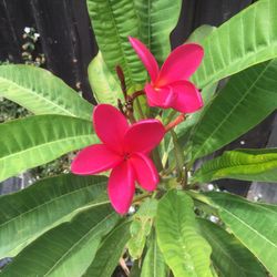 $10 Plumeria flower plant, rooted, blooming 5 gallon