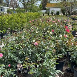 Roses