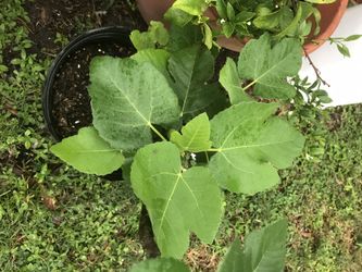 Fig tree.
