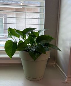 Pothos Houseplant