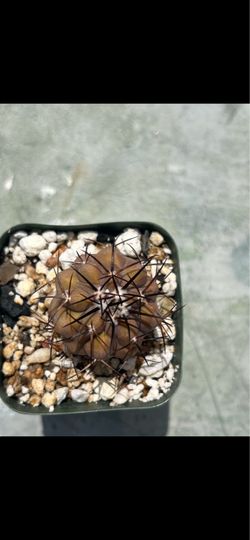 Copiapoa