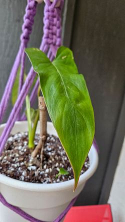 The uncommon collector plant: philodendron Pinnatilobum AFF bottom cut.