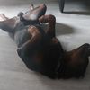 Robert Dodger