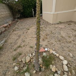 Arbol De Pochote.