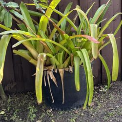 Huge Bromeliad Plant 