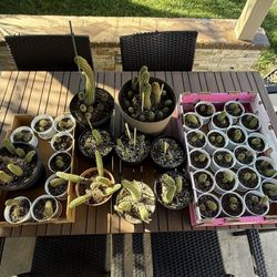 Cactus For Sell - Various Prices 