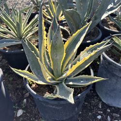 Agave