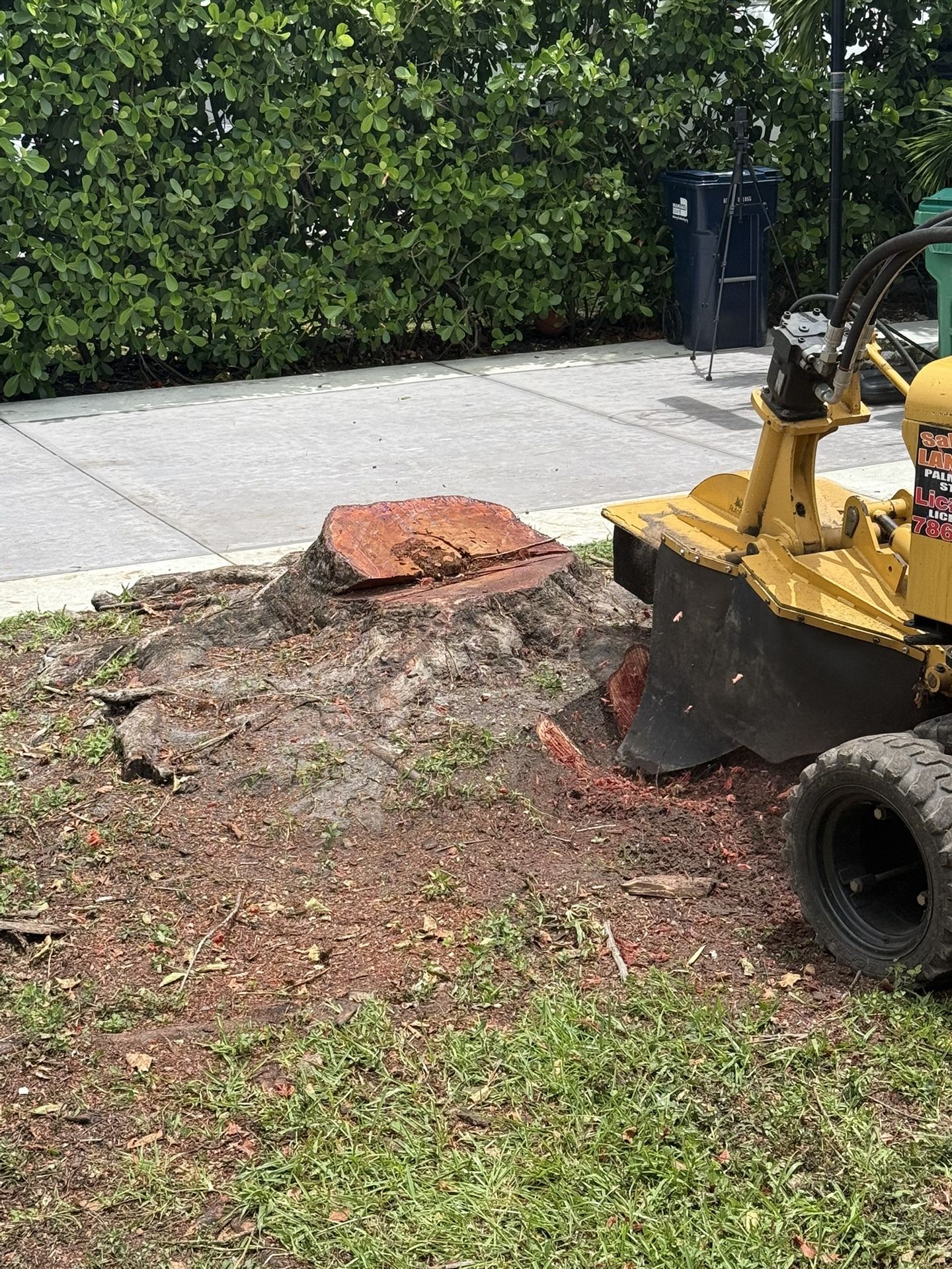 Stumps Grinding Palms And Trees