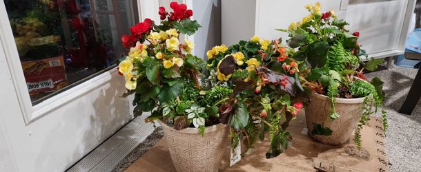 Flowers