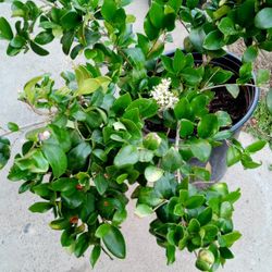árbol grande o se forma tiene flor blanca