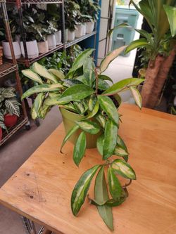 Krimson Princess Hoya