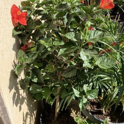 Hibiscus Tree Plant