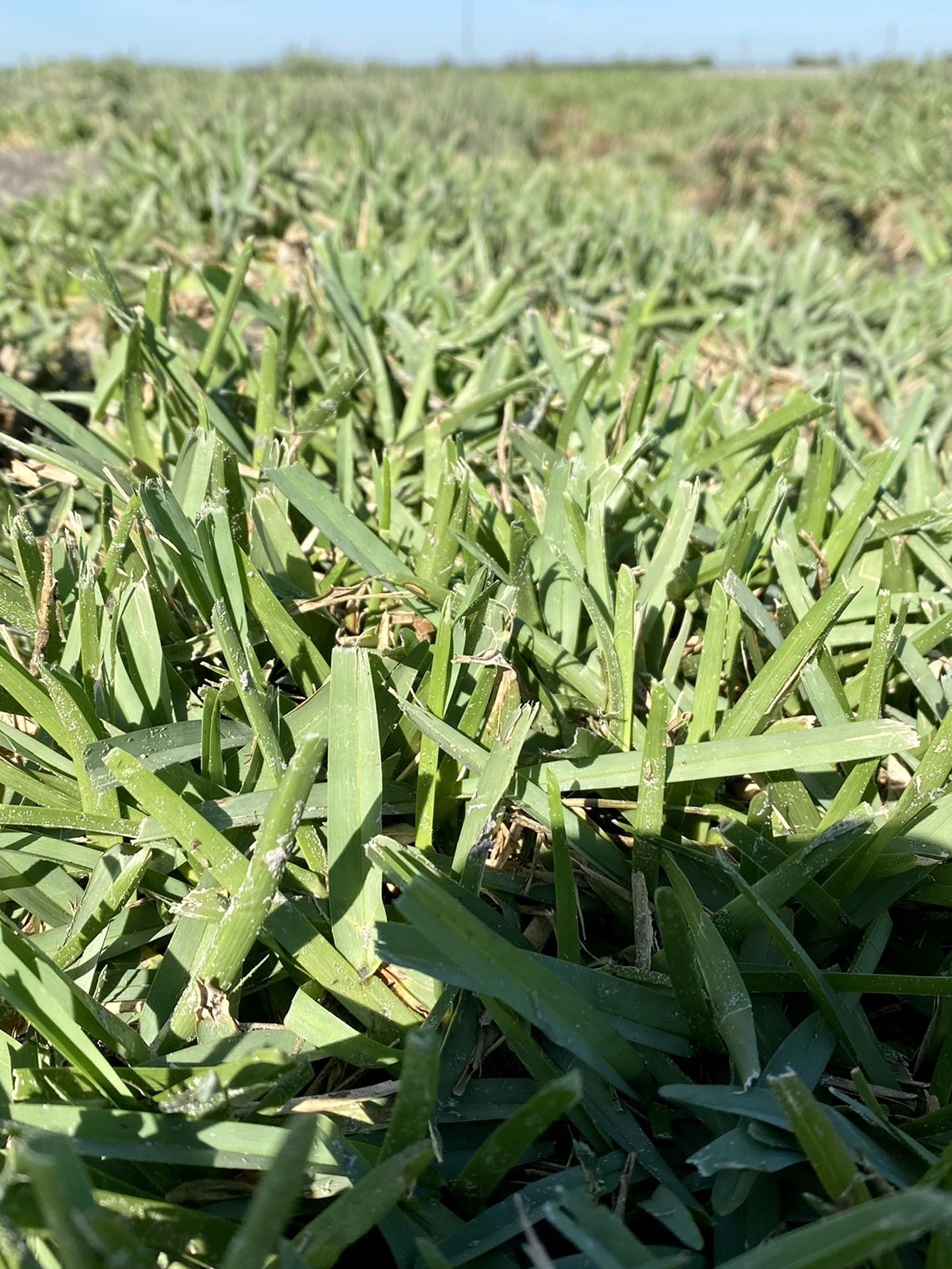 Fresh Sod! St. Augustine Flortam, Palmetto, Bahia