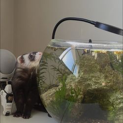 Fish Tank 