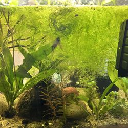 Java Moss, Hornwort, Red Ludwigia