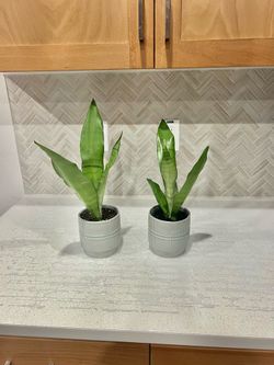 Snake 🐍 plants