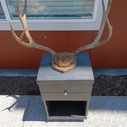 Mounted Deer Horns