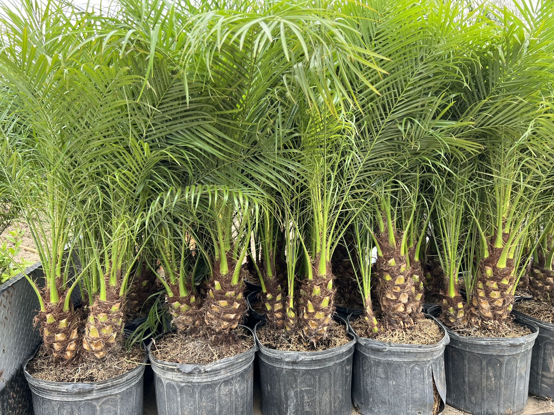 Pygmy Date Palms