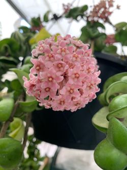 Very large Hoya Carnosa compacta