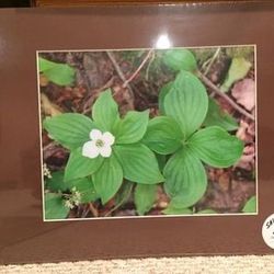 Nature Photographs