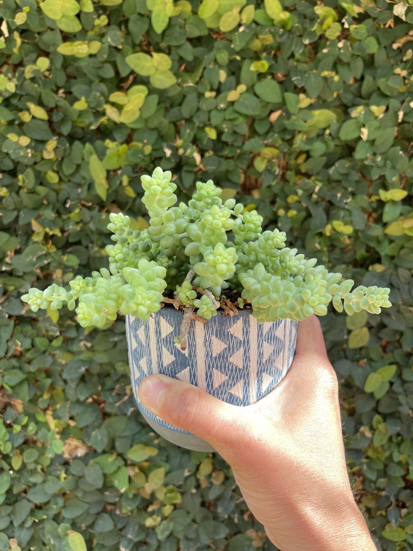 Burro’s Tail 