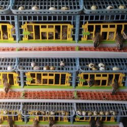 Hatching Time 5 Layer Cage 