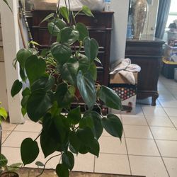 Very Long Plant