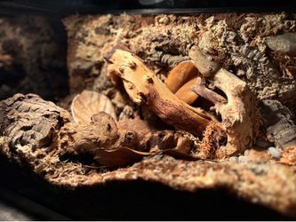 Luxury 5-Gallon Tarantula Display Enclosure