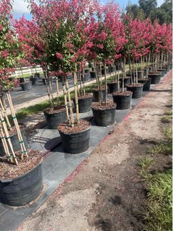 Crêpe myrtle trees 12 foot tall delivered anywhere in Florida