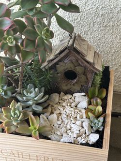 Assorted Succulent Plants in a wine crate box