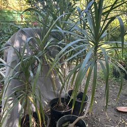 Dracaena Plant