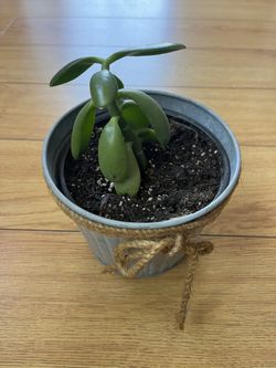 Jade Plant (From Cutting)