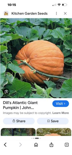 Free two Atlantic giant Pumpkin starts