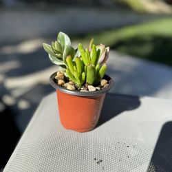 Jade Plant & Gollum Jade