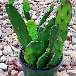 Living Plant 🌱14"H Opuntia Ficus-Indica on 5"H Pot ::: Outdoor 