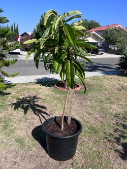 Loquat tree