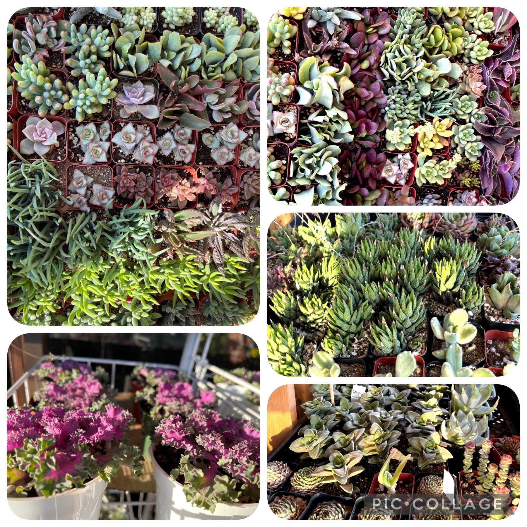 Colorful And Variegated Succulents