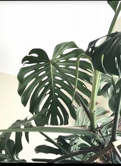 Monstera the beautiful