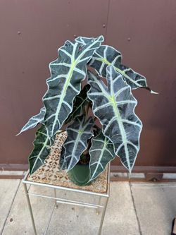 6” alocasia amazónica