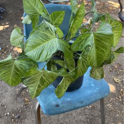 Plant 