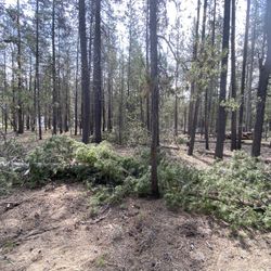 FIREWOOD-FREE - You Cut And Haul - LaPine 