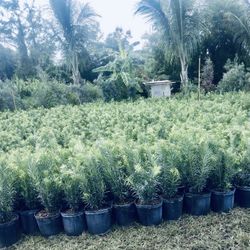 Podocarpus Privacy Plant 7g full size 