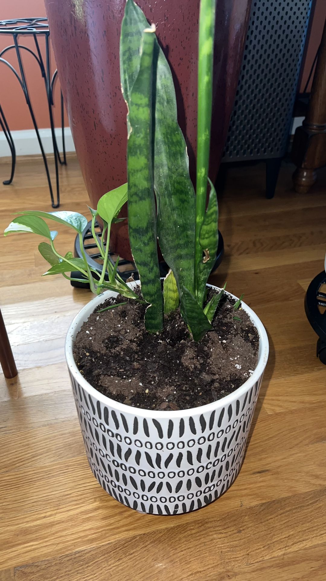 Snake Plant+ Succulents + Golden Pothos