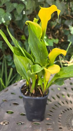 CALLA LILY PLANTS FOR MOTGERS DAY