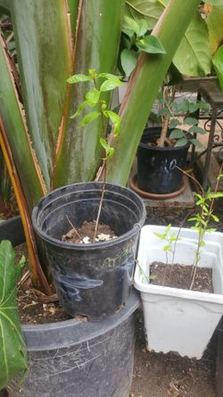 Pomegranate  tree clone