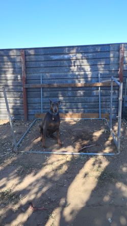 6' X 8' X 4' Dog Kennel Frame W Chainlink